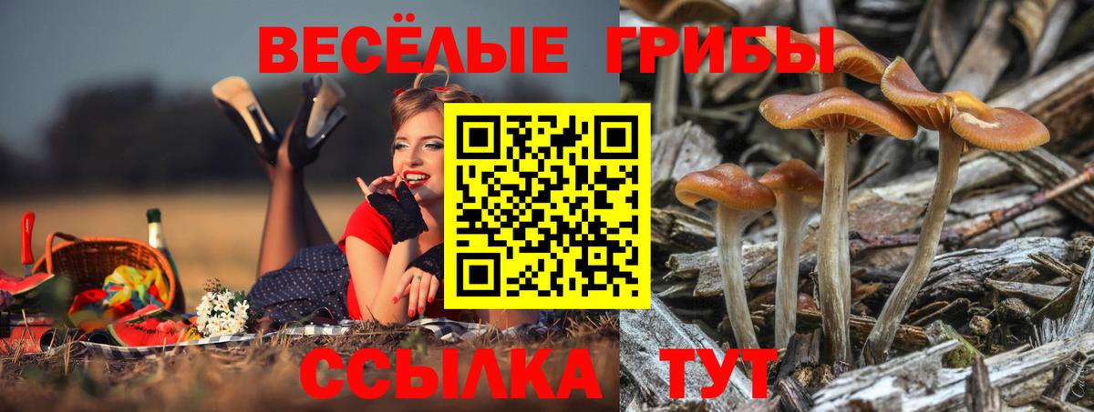 Будённовск  Псилоцибиновые грибы мицелий  Галлюциногенные грибы мицелий  Вход с VPN 